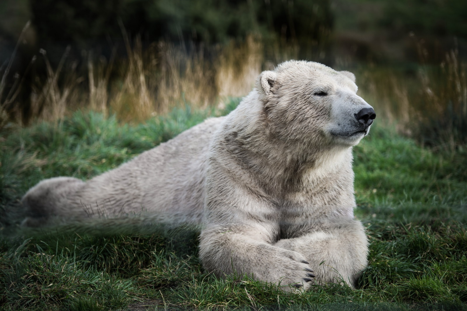 grass, greens, bear, white, polar, stay