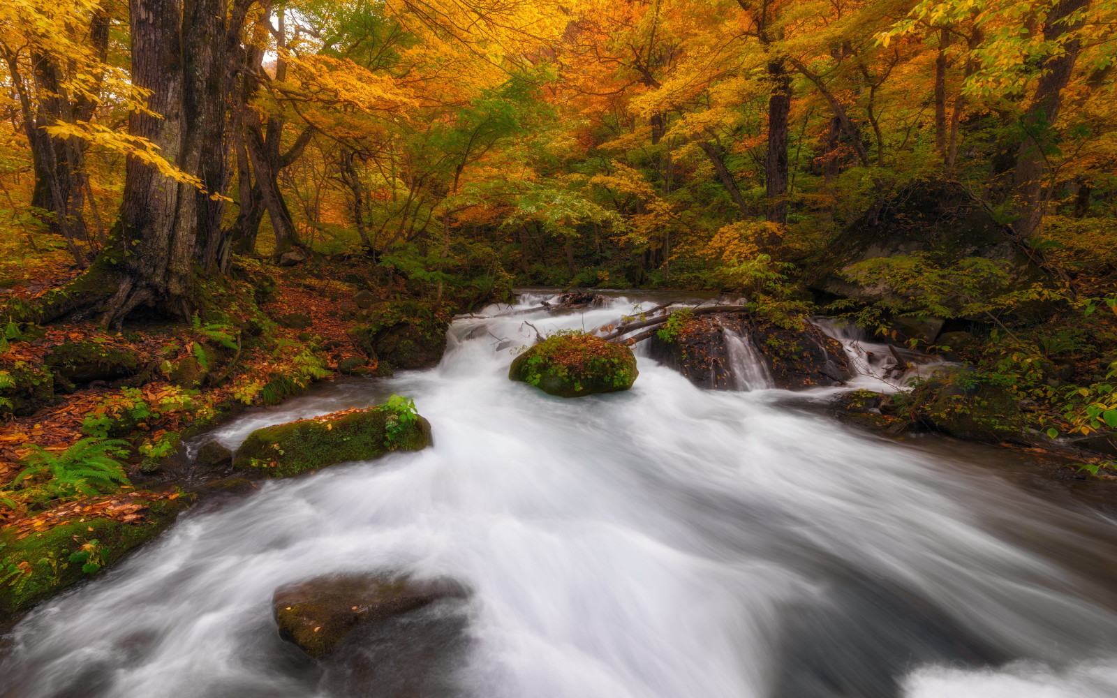 autumn, nature, river