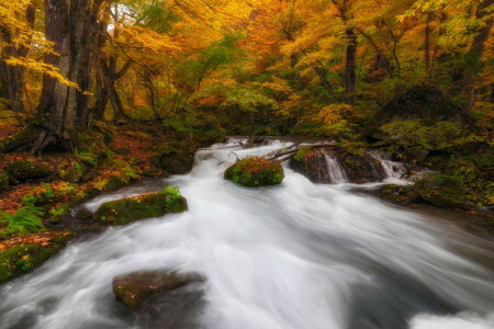 outono, natureza, rio