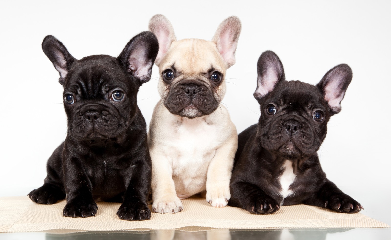 trio, căței, buldog francez