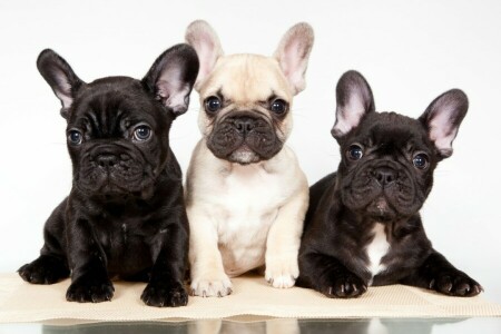 Franse bulldog, puppies, trio