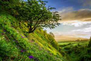 Feld, Blumen, Gras, Grüns, Hügel, Steigung, Sommer-, die Büsche