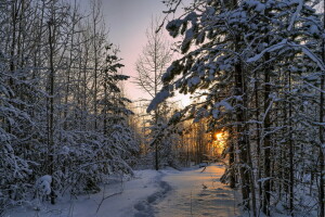 skog, landskap, morgon-, natur, snö