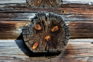 Hintergrund, Baum, Mauer