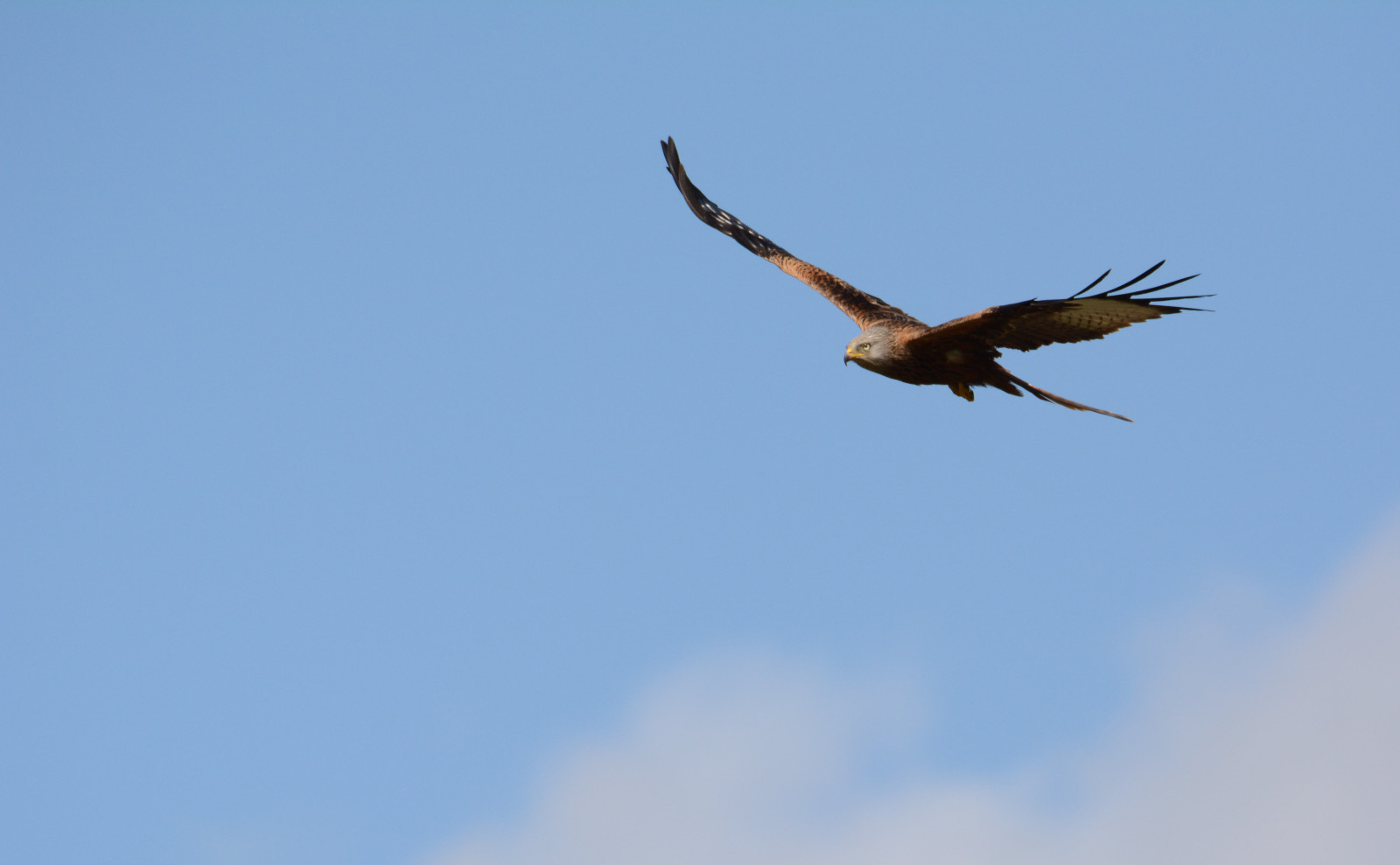 Le ciel, vol, oiseau, Aigle