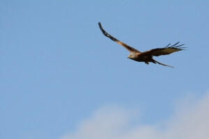 oiseau, Aigle, vol, Le ciel