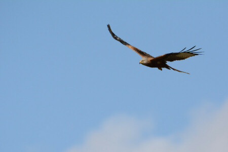 Vogel, Adler, Flug, der Himmel