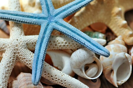 macro, Concha, estrelas do mar