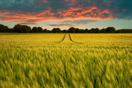 champ, la nature, route, printemps, Le ciel, traces, des arbres