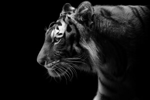 black and white, predator, profile, the dark background, tiger, wild cat