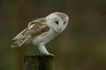 background, bird, common, stump, the barn owl