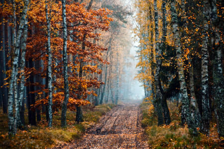 осень, береза, туман, лес, лесок, Дорога, деревья