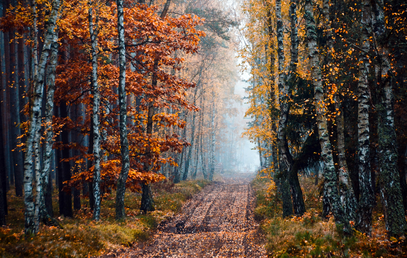 höst, skog, väg, träd, dimma, björk, lund