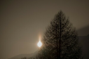 Nacht, Der Mond, Baum