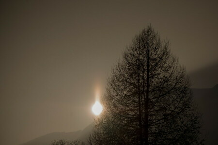 night, The moon, tree