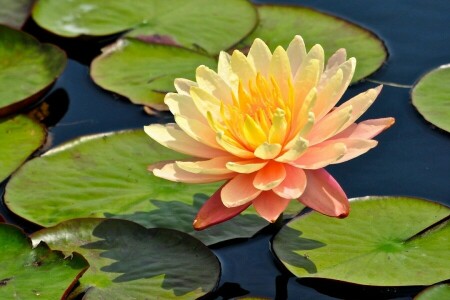 leaves, Lily, Nymphaeum, water Lily