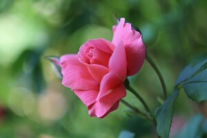 bokeh, brotes, macro, pétalos, Rosa