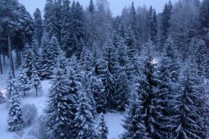 Kstovo, Nieuwjaar, Rybinsk, sneeuw, boom