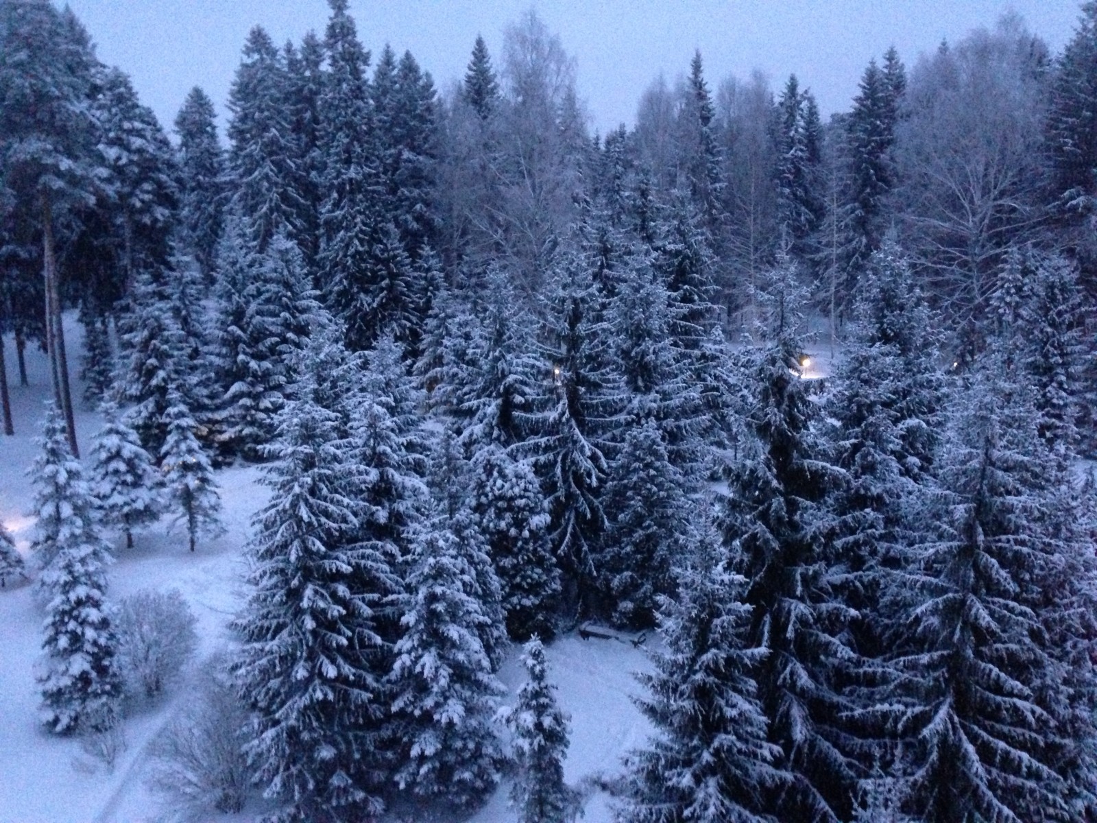 snö, träd, Nyår, Rybinsk, Kstovo