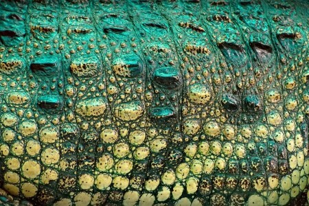 Couleur, crocodile, cuir, reptile, texture