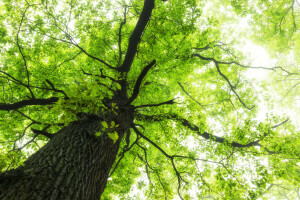 branche, vert, feuilles, lumière du soleil, arbre