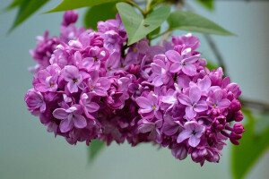 inflorescence, lilac, macro