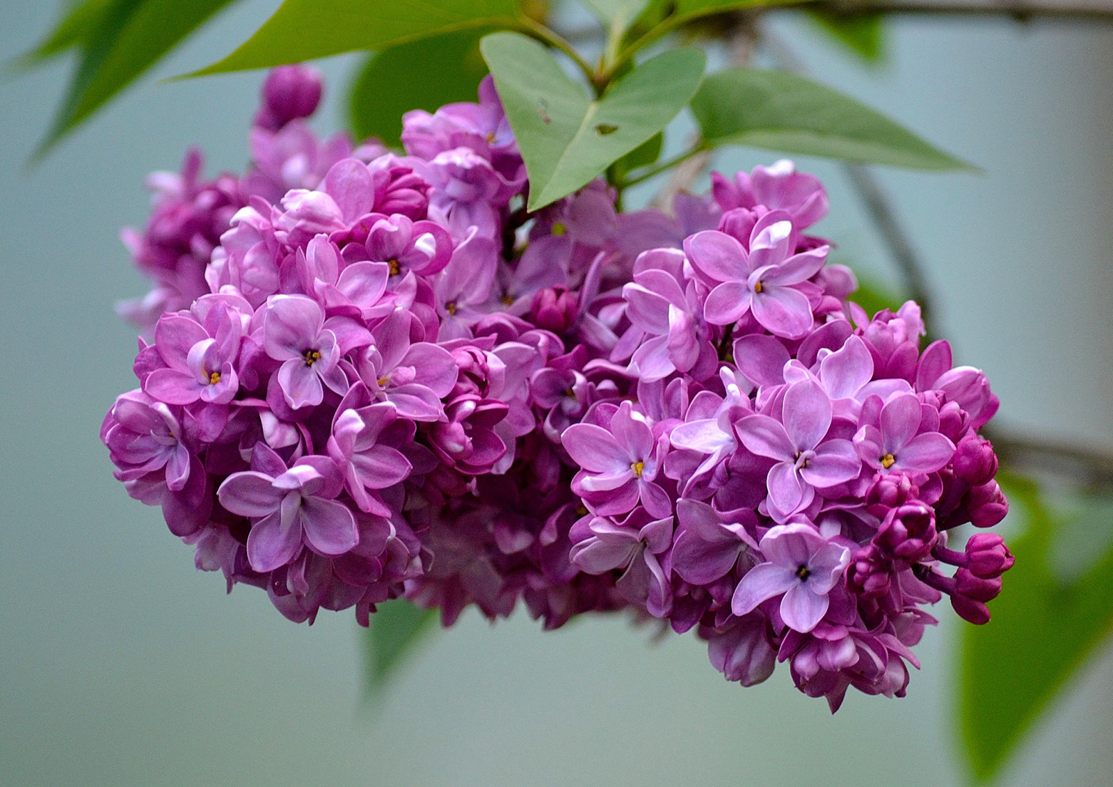 macro, lilas, inflorescence