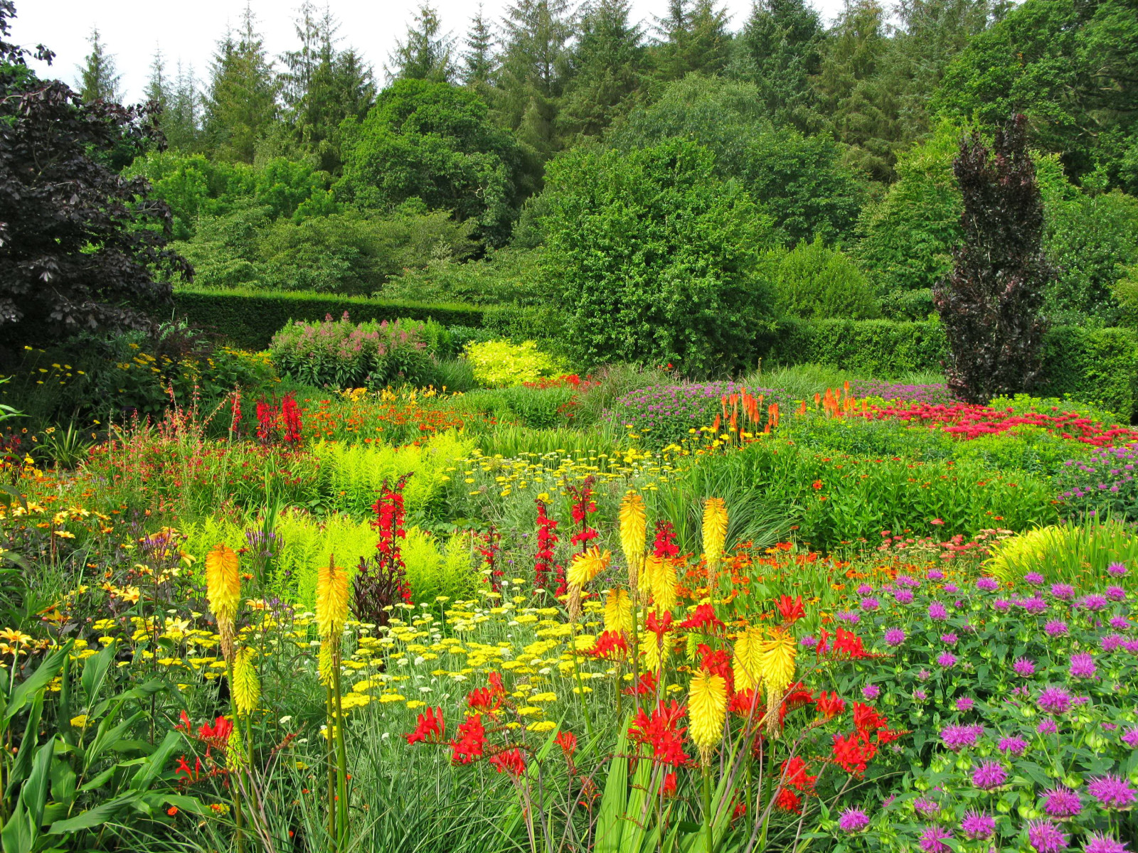 Relva, Parque, verão, árvores, verduras, flores, colorida, Jardim