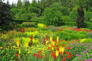 coloré, Devon, fleurs, Jardin, herbe, légumes verts, parc, été