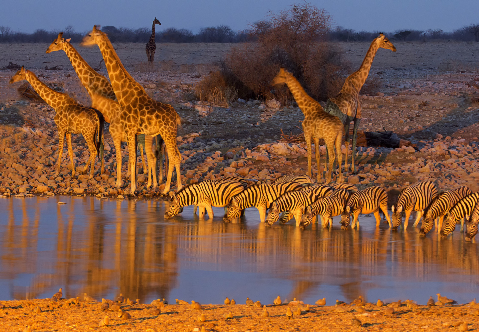 Zebra, Afrika, ital, zsiráf, Namíbia, Etosha Nemzeti Park