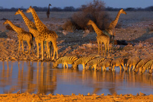 África, beber, Parque Nacional de Etosha, girafa, Namíbia, Zebra