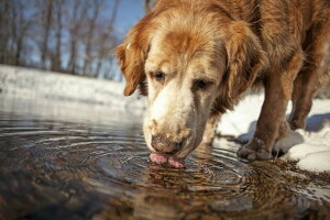 dog, each, water