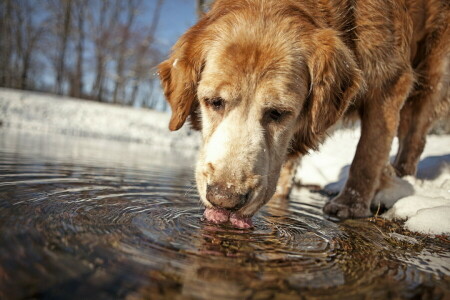 chien, chaque, l'eau