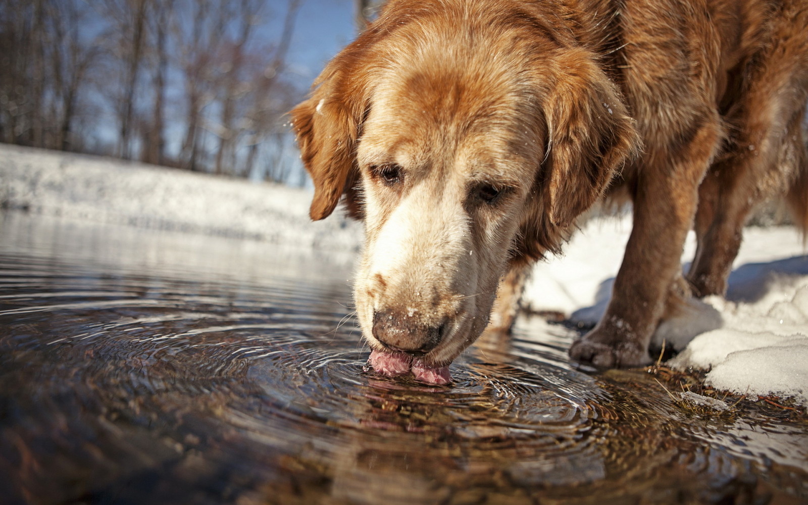 hund, vand, hver