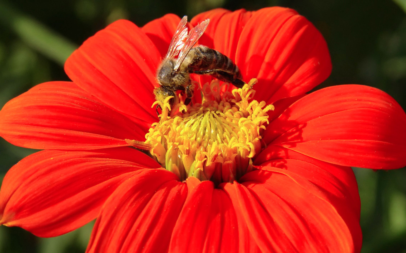 nature, spring, flower, petals, Bee