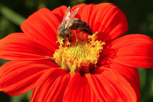 abeille, fleur, la nature, pétales, printemps