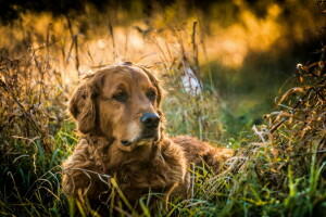 hund, varje, se