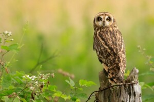 background, bird, branches, green, look, nature, owl, stump