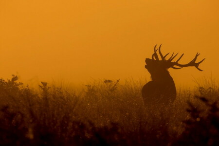 deer, nature, night