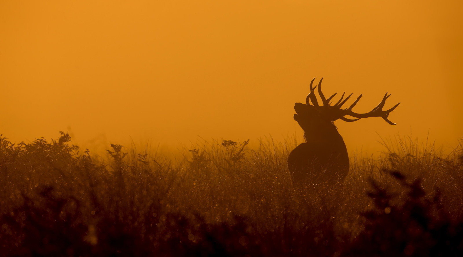 la nature, nuit, cerf