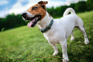 arka fon, köpek, her biri, bak