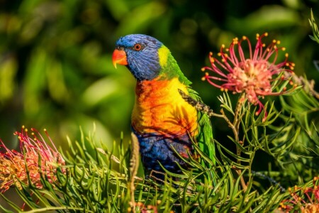 bird, flowers, Grevillea, parrot, rainbow lorikeet