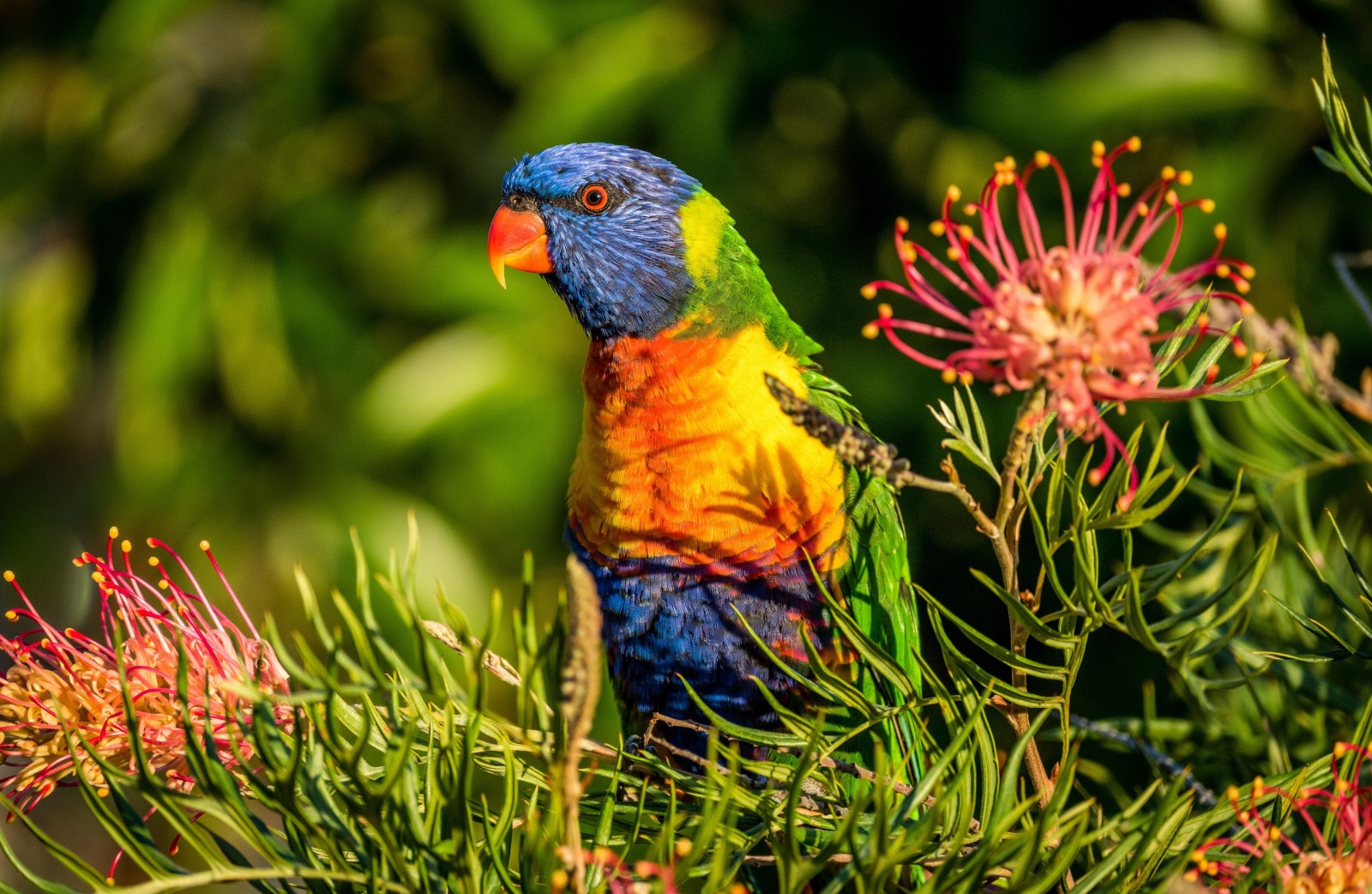 blommor, fågel, papegoja, Grevillea, regnbåge lorikeet