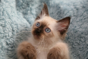 background, eyes, kitty, mustache