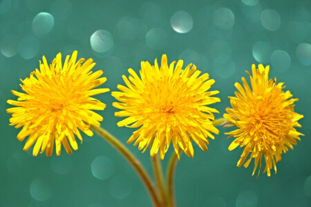 Blik, dandelion, macro, petals, Shine, stem