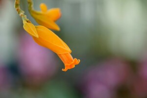 fleur, macro, la nature, Jaune