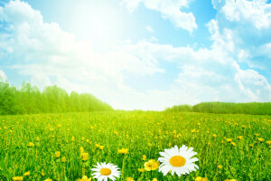 Kamille, Wolken, Feld, Blumen, Gras, Wiese, Sommer-, der Himmel