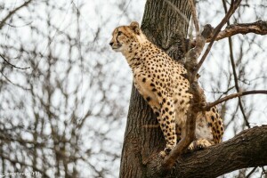 guépard, observation, prédateur, arbre, chat sauvage