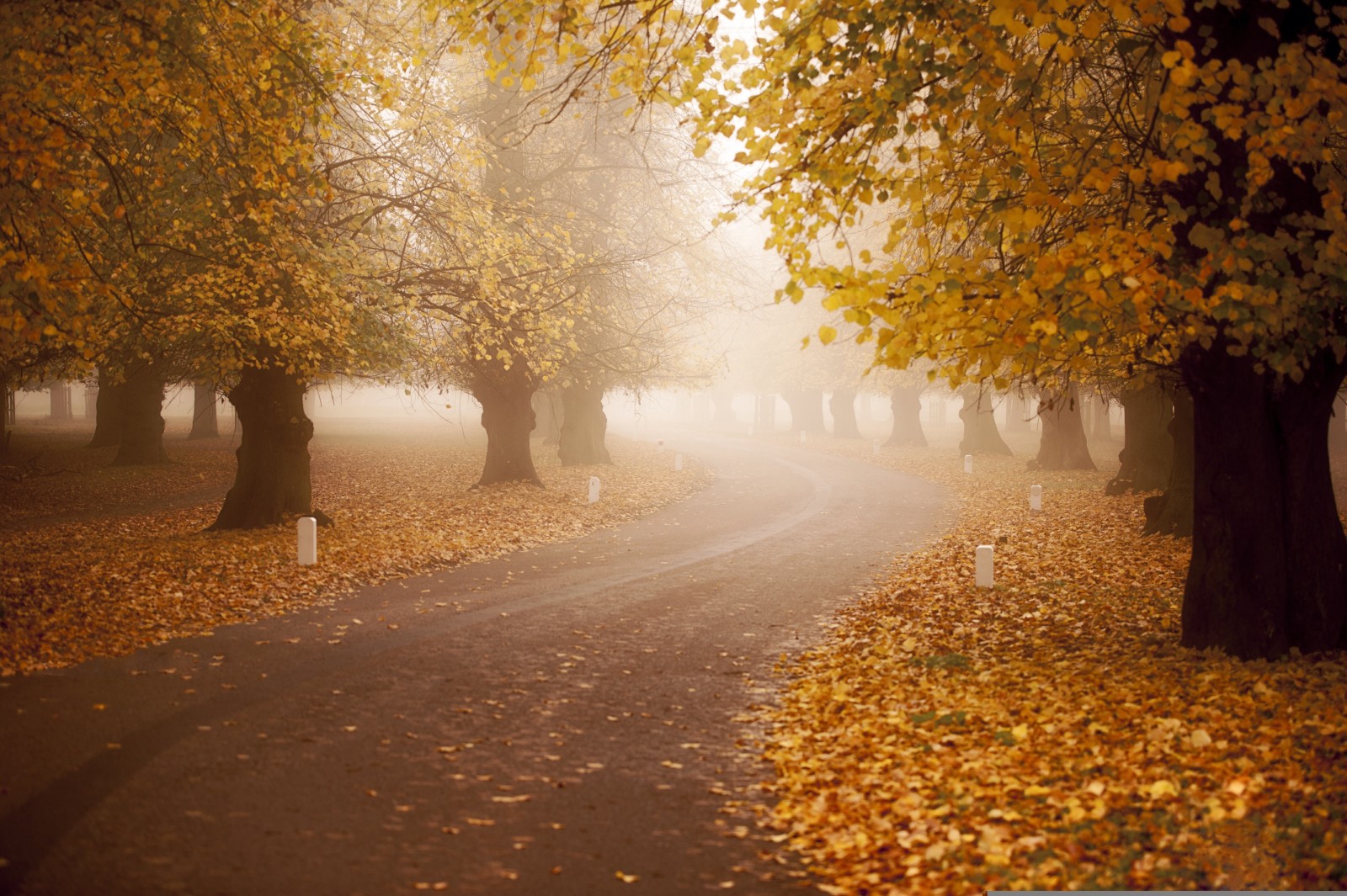 l'automne, route, brouillard