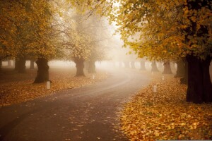 autunno, nebbia, strada